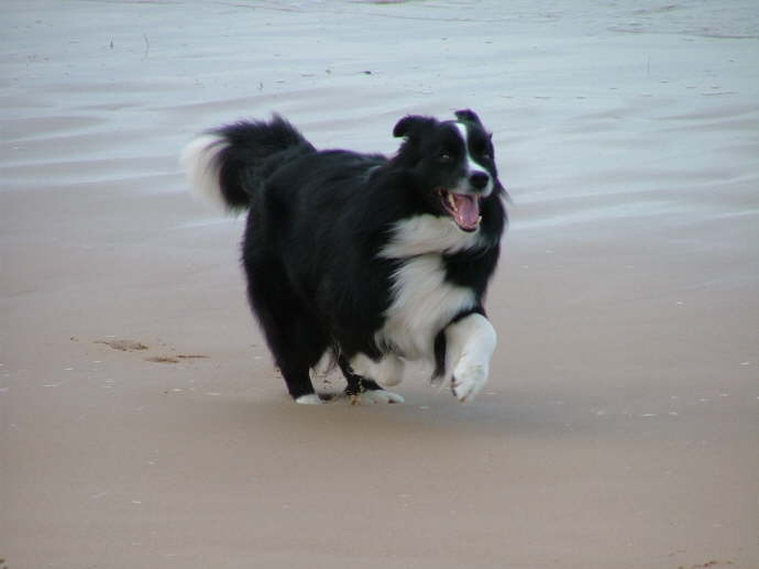 James-Crufts2004 090